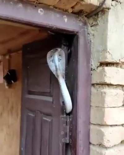 When a Cobra wont let you into your own house