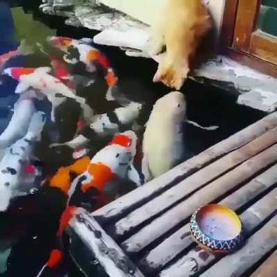 Touch tha Fishy