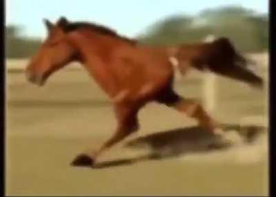 TENI PURA CARA E CULIAO