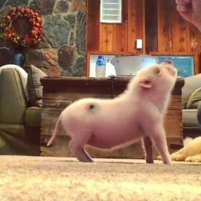 Pig. Not pork. Not bacon.