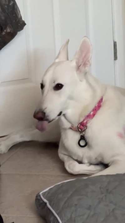 Dog is licking the air what does this mean ?