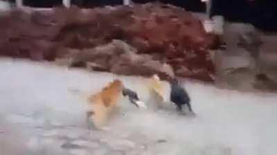 Já deram um cagaço na cachorrada hoje?