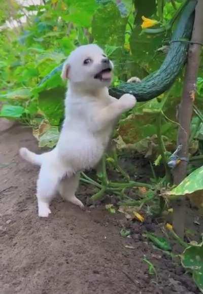 When you catch a dog stealing food