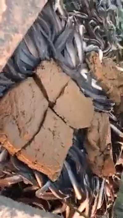 Ваксеры в очереди за дозой