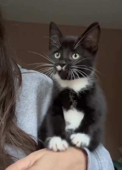 Kitten's reaction to watching birds for the first time.