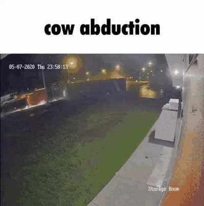 cow abduction
