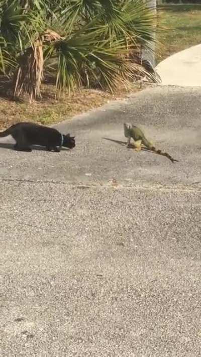 A cat and a lizard walk into a bar