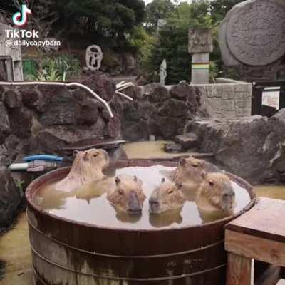 capybaras in hot tub