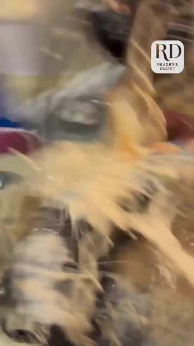 WCGW if I shred chicken with a mixer in a plastic bag