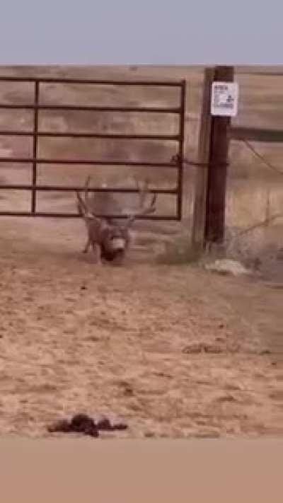 I know many humans who couldn't have solved that spatial reasoning problem