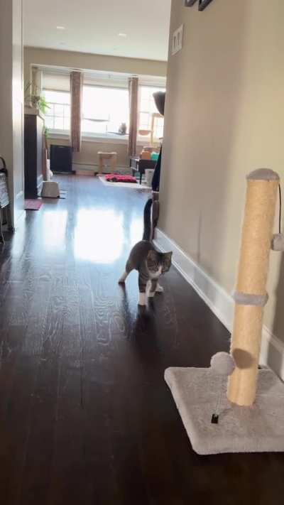 Wobble is looking for a home in NY!