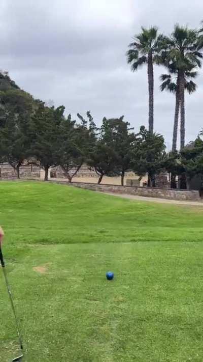 Very nice indeed, the shot...