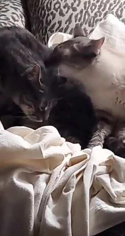 lick lick lick CHOMP