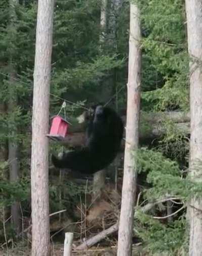 A new bird species visiting bird feeder