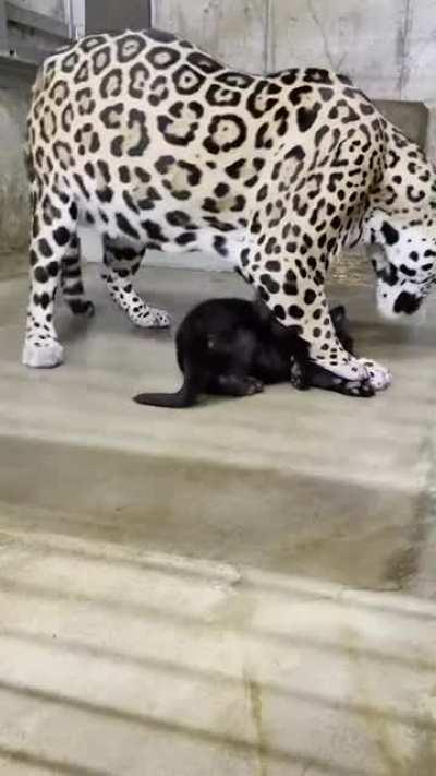 dIsGusTINg rItUAl cANiBalliStic deAthMAtch aLLoweD tO go On oNLY tO ENd in INEvItAblE cArnAge!