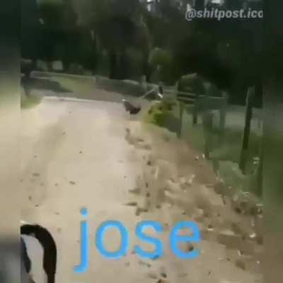 Dyland y todos los demás les presento a José el perro trompo