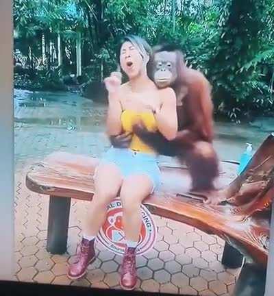 Monkeydonian in love with bulgar