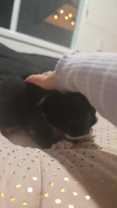 Boots, one of 4 surprise kittens of our newly adopted cat