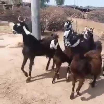 When you return home unsold