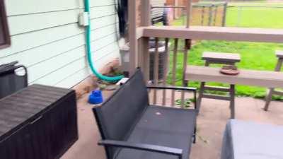 My Aussie made his own race track in our backyard. 