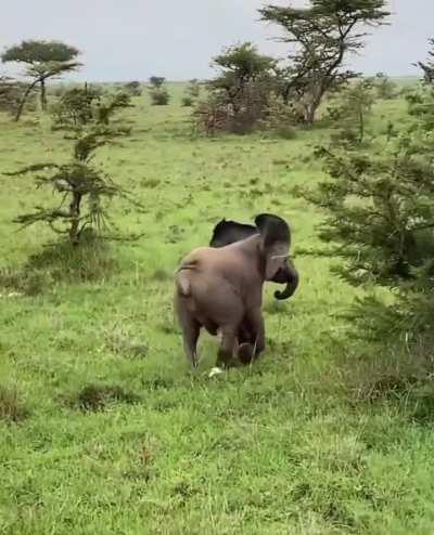 🔥 Adorable elephant tries to intimidate the cameraman🐘 
