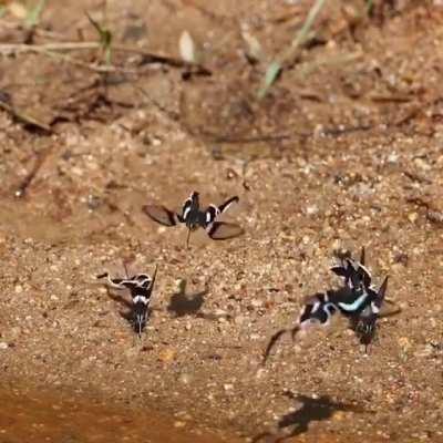 🔥 Lamproptera meges, the Green Dragontail, is a species of swallowtail butterfly found in parts of South & Southeast Asia.