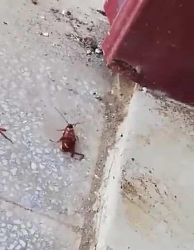 A bee (or wasp) and a cockroach fighting WCGW?