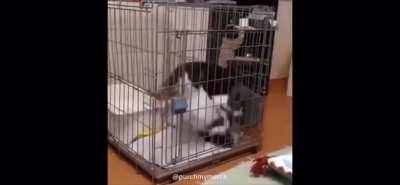 Cats are definitely not from this world