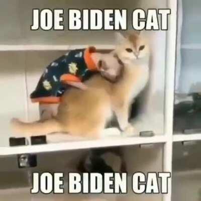 Joe Biden cat