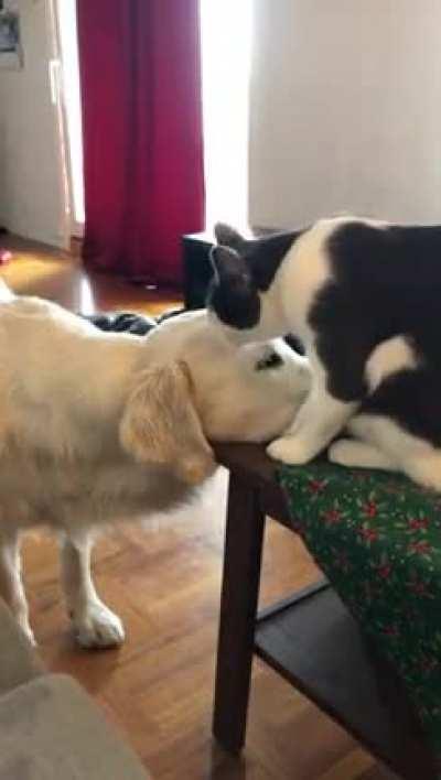 Dog and cat