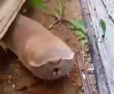 why is it that every time i learn about a new animal its some bullshit like this?