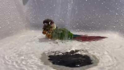 Everything but the chicken sink