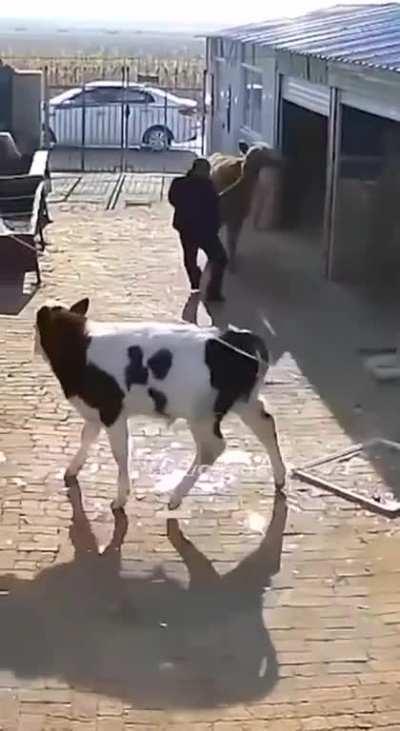 Kool Aid: Milk edition