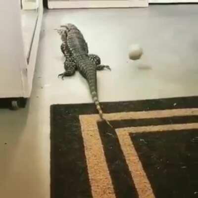 Weird dog likes playing fetch