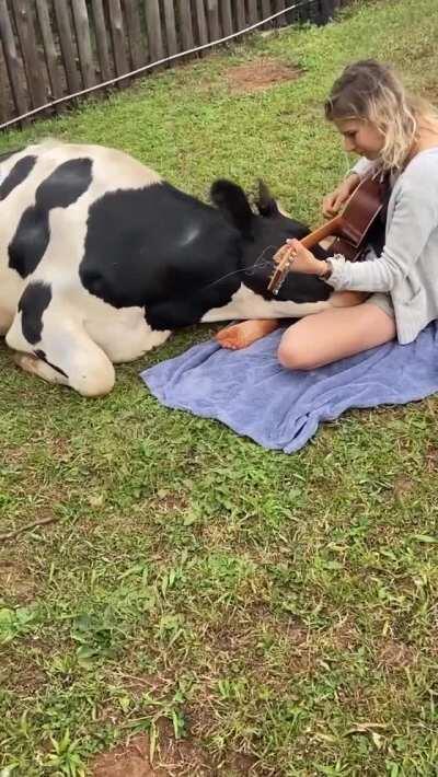 Cow listening to music at Santuário Amor que Salva