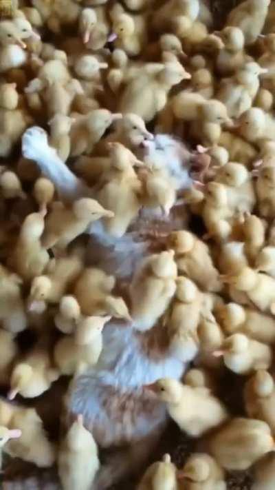 Is this orange camouflage working?