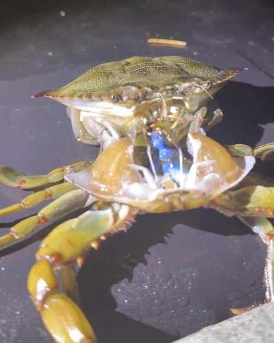 INCREDIBLE VIDEO SHOWS ULTRA-RARE MOMENT A VULNERABLE CRAB MOULTS ITS SHELL IN FRONT OF A HUMAN