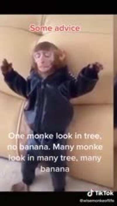 Monke. Dame upvotes