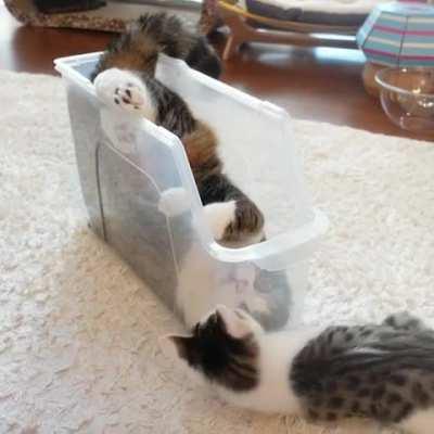 Summersalter Cat XD.