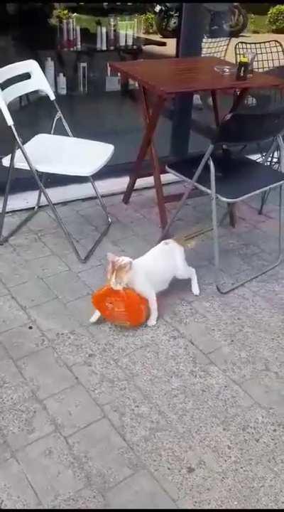 A cat in Istanbul was caught on camera stealing a whole chicken from a market.