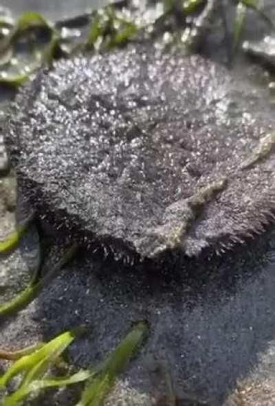 I was today years old when I first saw a living sand dollar