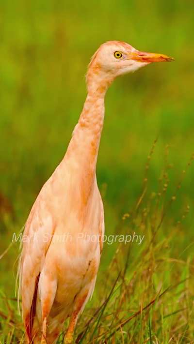 🔥Orange / Pink Cattle Egret