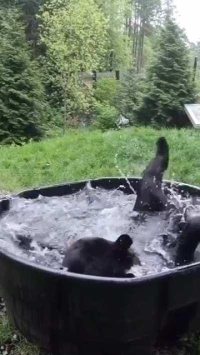 Bears are the best!!!
