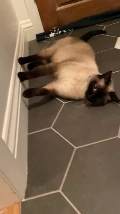 Cat forgot which way is up.