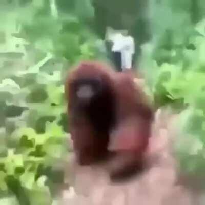 Temple run monky?!