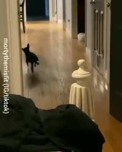 Meet Morty, a special needs rescue is with neurological gait. He's very happy and walks like this all the time.