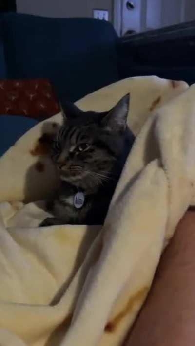 Purrito attempt