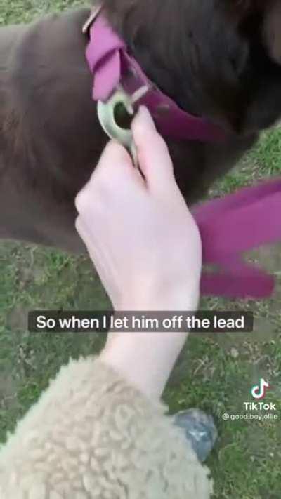 Thanks, I love how this dog takes their human for a walk!