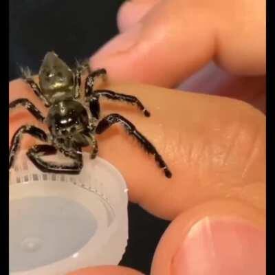 🔥 have you ever seen a spider drinking water?