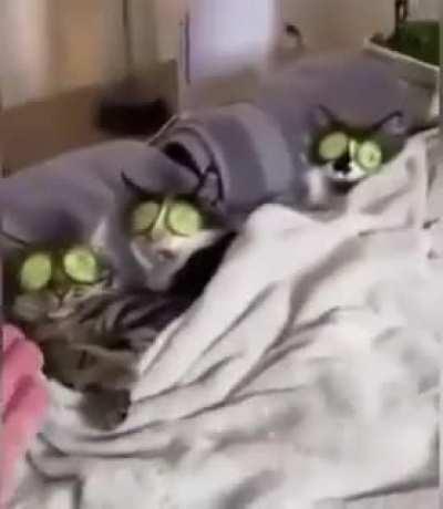 Poor woman she is literally me I love cats but they don't like me